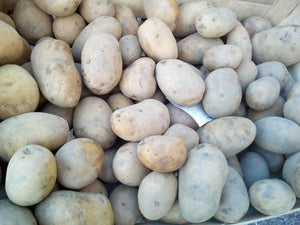 patates agata  82 montauban direct producteurs locaux bio agriculture raisonnée