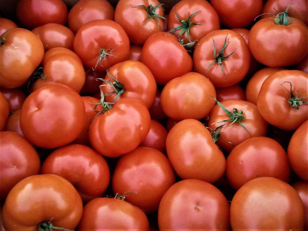 Petites tomates rondes