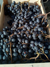 Muscat raisin noir 82 tarn et garonne agriculture raisonnée relais des producteur