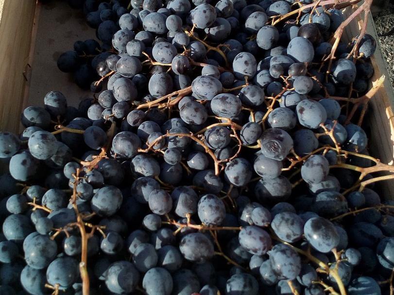 Muscat raisin noir 82 tarn et garonne agriculture raisonnée