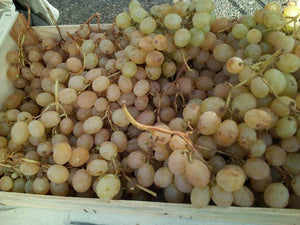 raisin italia direct producteur Toulouse 31 livraison potager d'ici