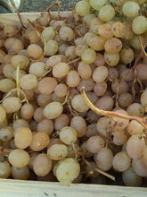 raisin italia agriculture raisonnée bio amap panier détail et restauration automne
