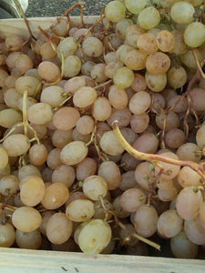 raisin italia agriculture raisonnée bio amap panier détail et restauration automne