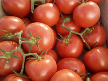 tomates grappes producteur tarn et garonne Montauban livraison vente marchés